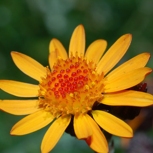 Arnica Infused Oil, Organic, Extra Strength