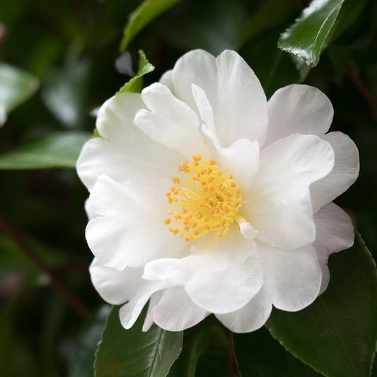 Camellia Oil, Virgin, Organic