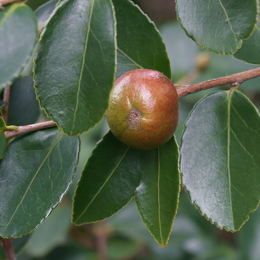 Camellia Oil, Virgin, Organic