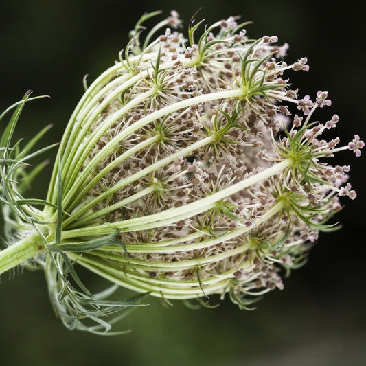 Carrot Seed (Wild Carrot), Cold Pressed