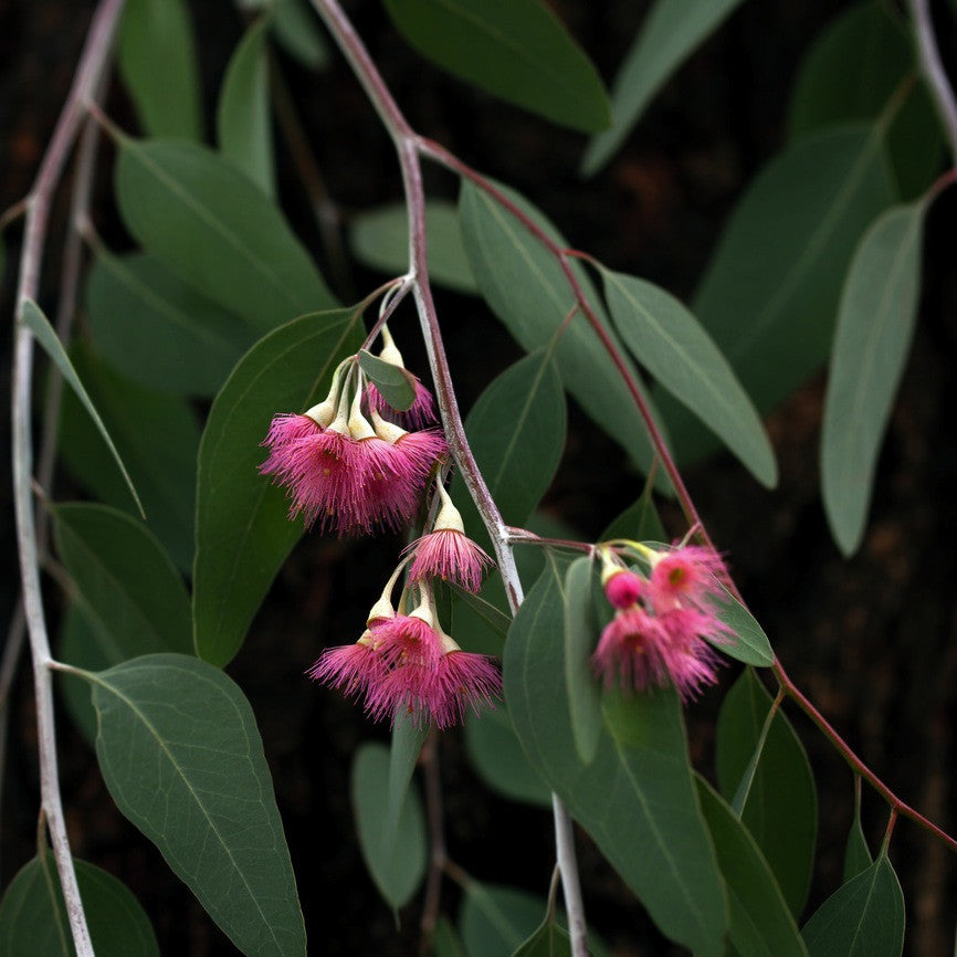 Eucalyptus Gum Gully