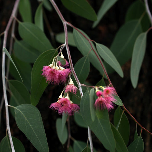 Eucalyptus Gum Gully