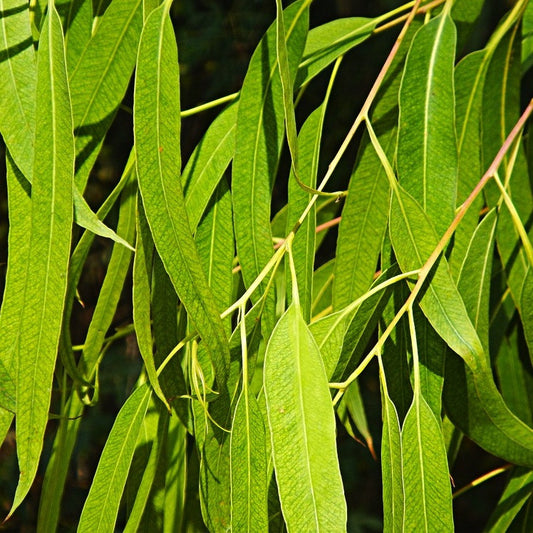Eucalyptus radiata leaves