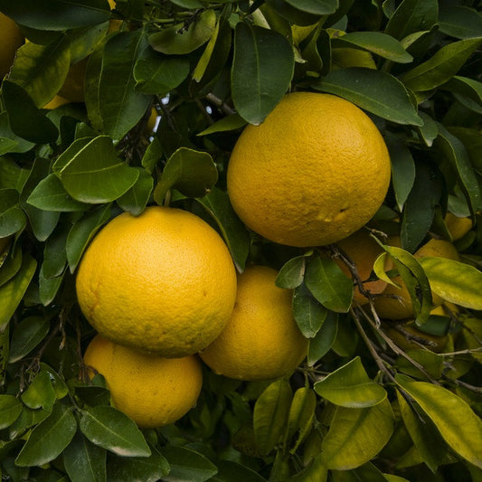 Grapefruit, Pink, Organic