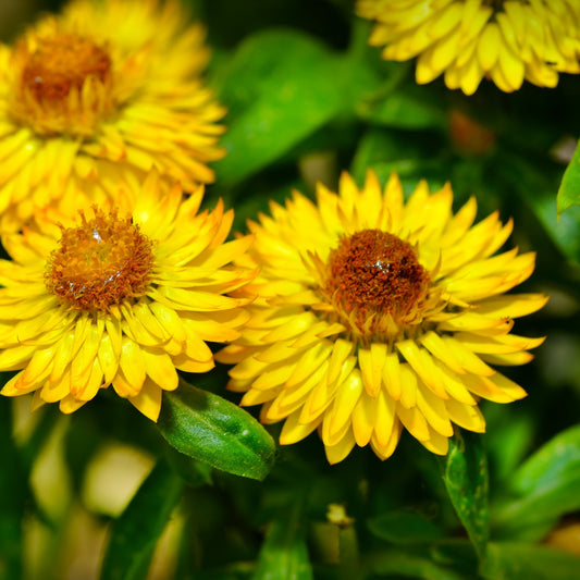 Helichrysm, Rambiazina