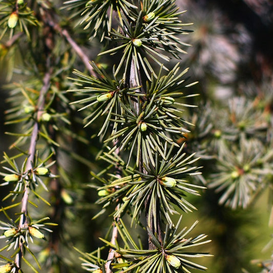 Juniper Needle, Wildcrafted