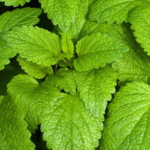Melissa (Lemon Balm), Rectified