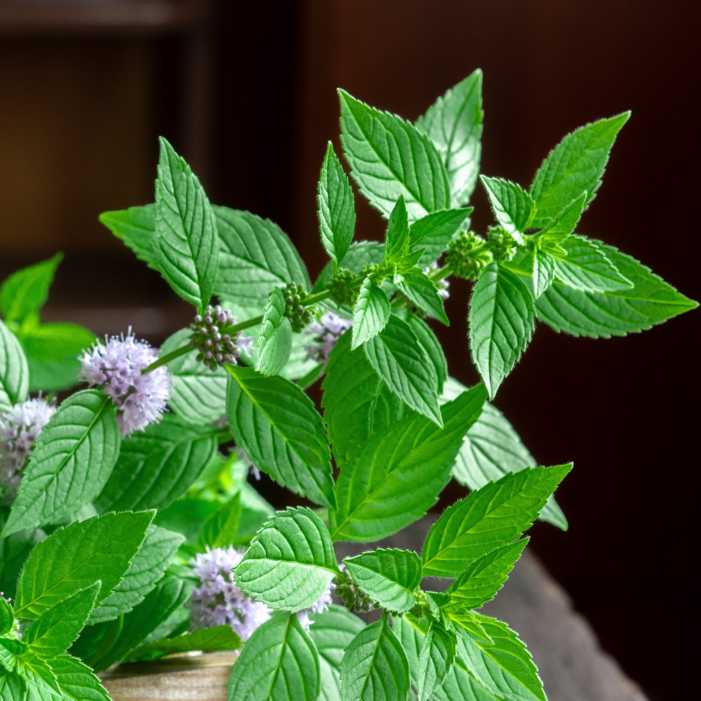 Japanese Wild Mint (Mentha arvensis)