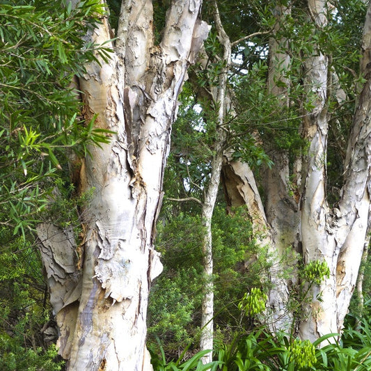 Niaouli (MQV), Wildcrafted