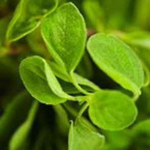 Oregano, Wildcrafted