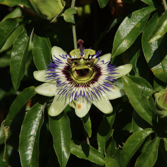 The beautiful passionfruit flower develops into a delicious fruit. The seeds of the fruit are pressed for oil which has many benefits for the skin.
