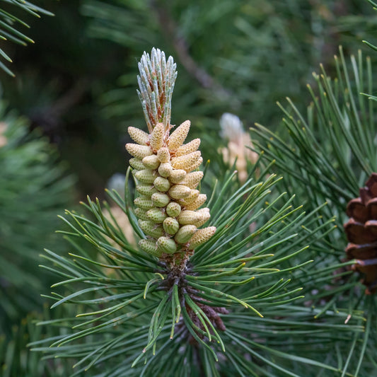 Scots Pine Cleaning & Scenting Oil