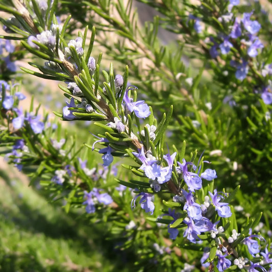 Rosemary, Cineol Type