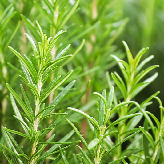 Rosemary Leaves, Dried, Organic