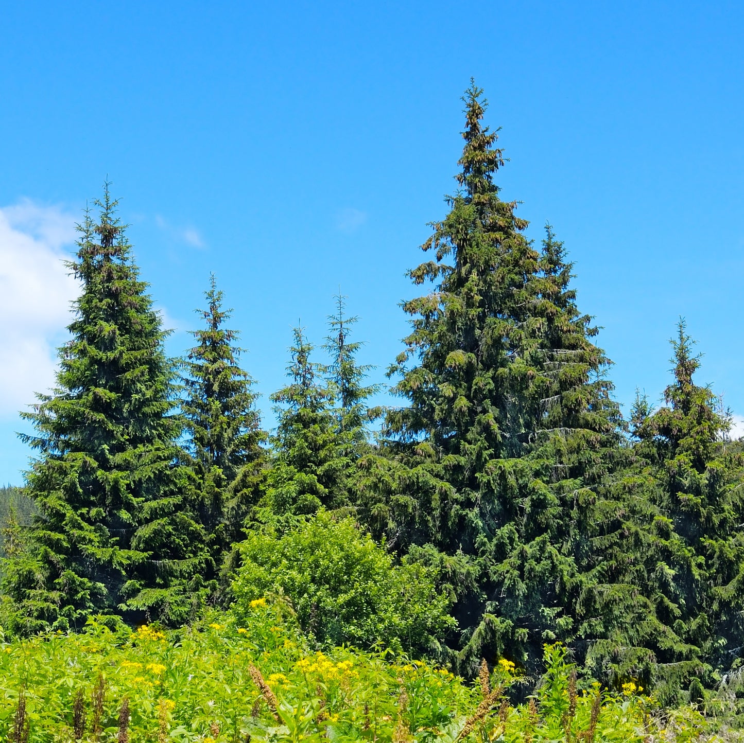 Spruce, Black, Organic