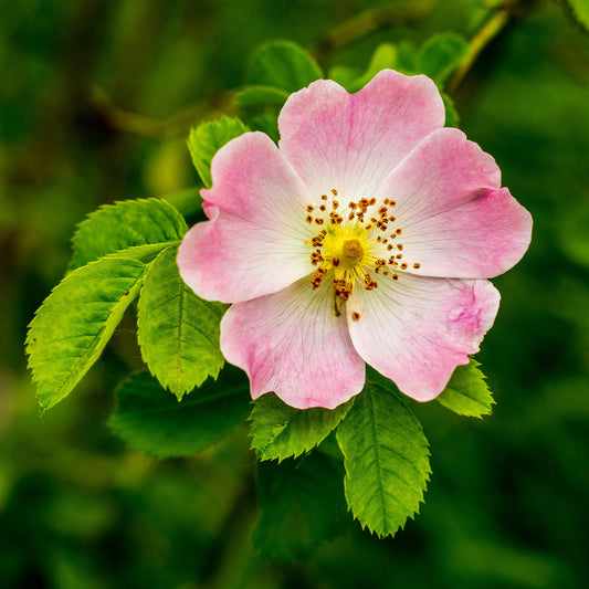 TIMELESS Wild Rose Attar is sweet, seductive, and suggests a bit of mystery.