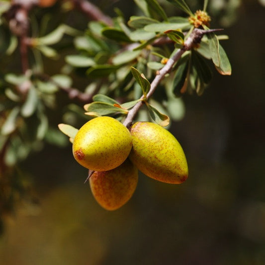 Argan Oil, Fair Trade