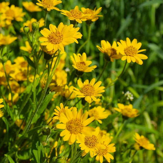 Arnica Infused Oil, Organic