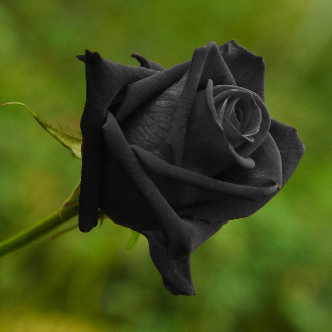 Black Rose