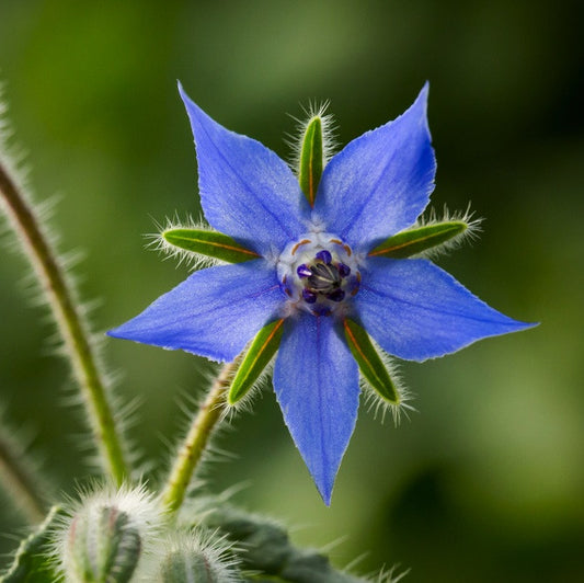 Borage,  Organic (18% GLA)