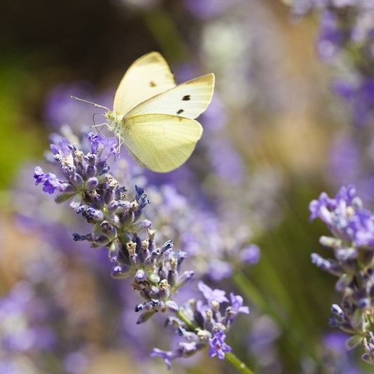 butterfly on wild lavender