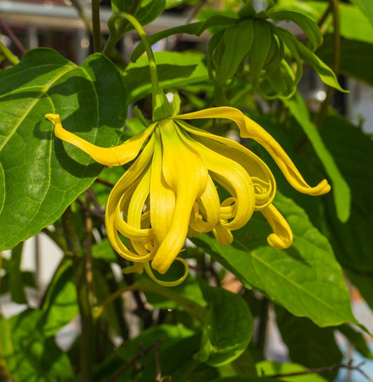 Ylang Ylang Extra, Premium Wildcrafted, Fair Trade