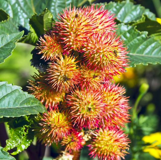 Flowers of the Castor plant.  Also known as Palm Christie.
