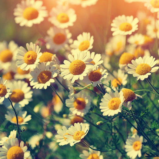 Chamomile (German) Hydrosol