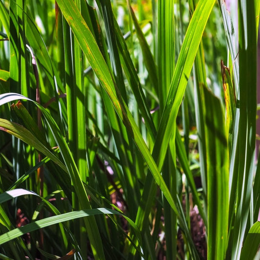 Citronella, Wildcrafted