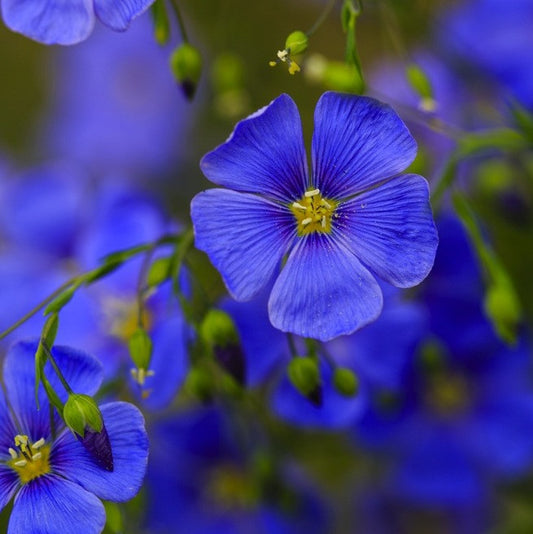 Flaxseed Oil, Virgin, Organic