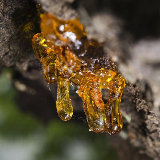 Frankincense resin is collected and distilled for pure essential oil. TIMELESS Essential Oils