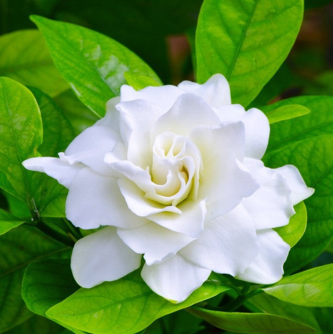 Gardenia Perfume Oil