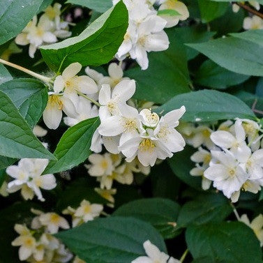 Jasmine Absolute, 2% Dilution in Organic Jojoba