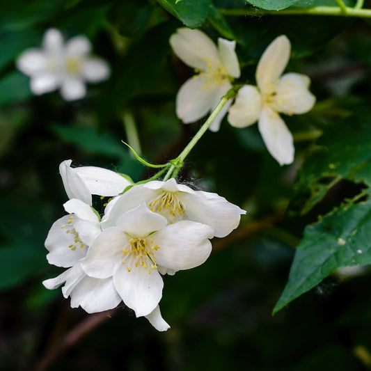 Jaipuri Jasmine Attar