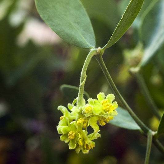 Jojoba, Organic, Golden