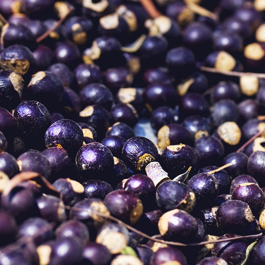 Juniper Berry, Wildcrafted