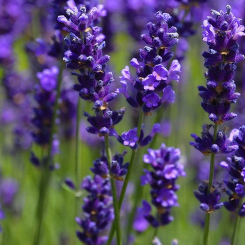 bulgarian lavender plants TIMELESS Premium Bulgarian Lavender essential oil for skin healing –  TIMELESS Essential Oils