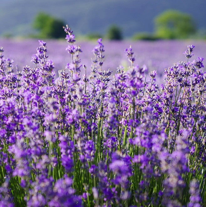 Lavender, Organic