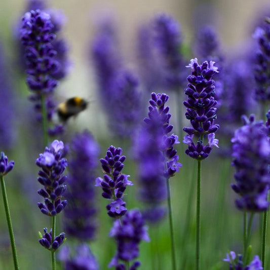 Lavender, French