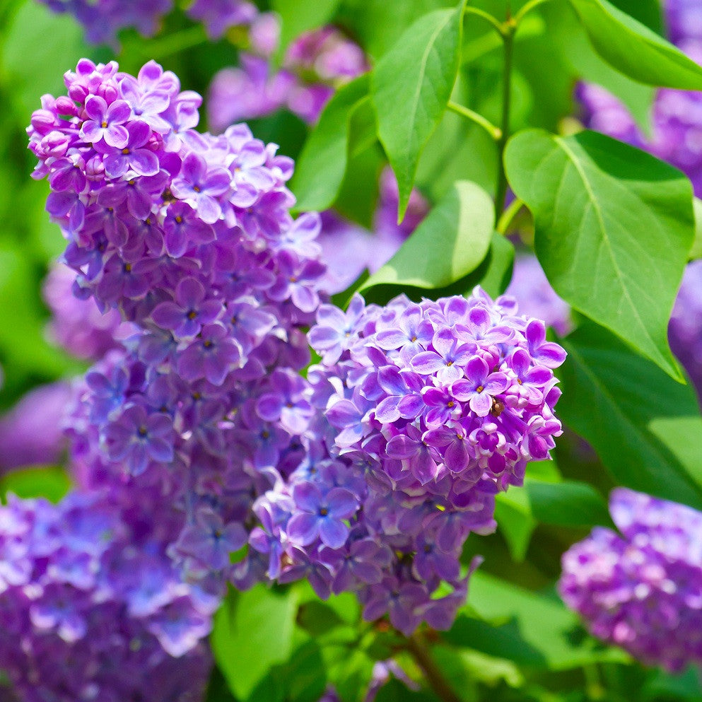 Asian Lilac