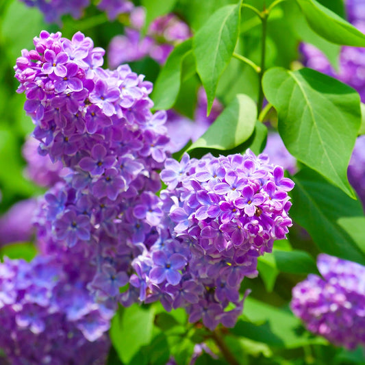 Asian Lilac