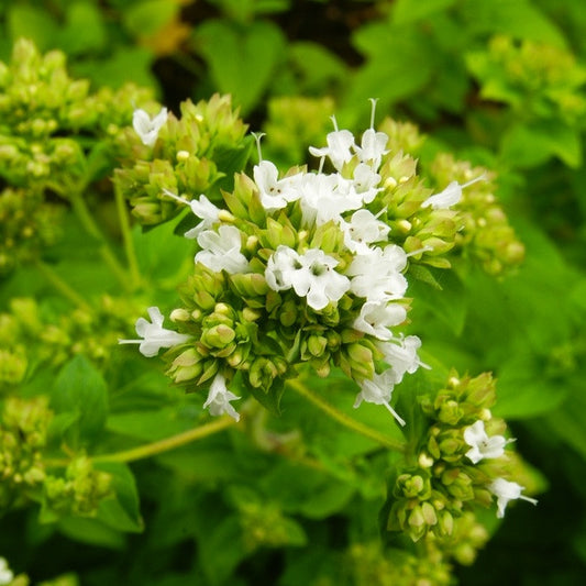 Marjoram, Sweet