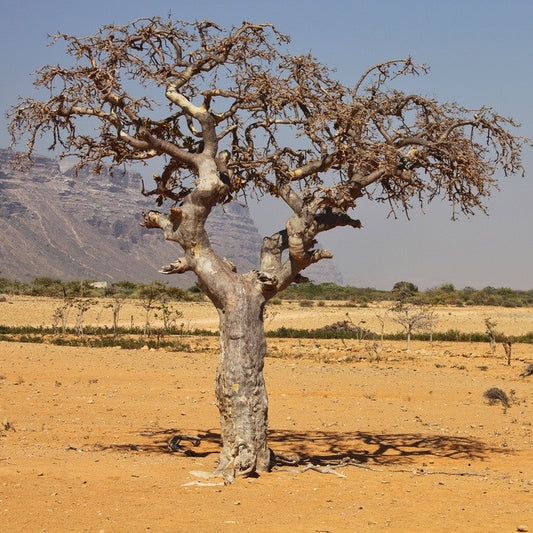 Myrrh tree