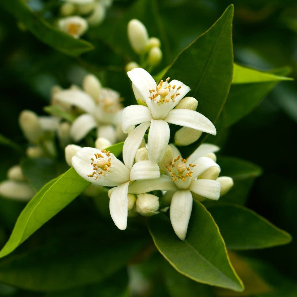 Foto de Neroli orange blossom essential oil in bottle. Fresh white