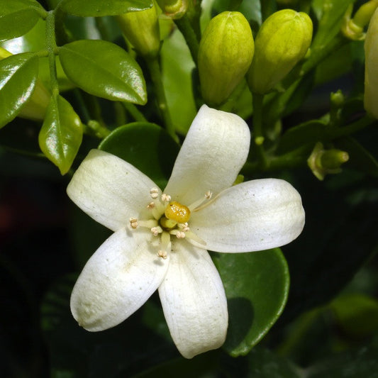Neroli (Orange Blossom)