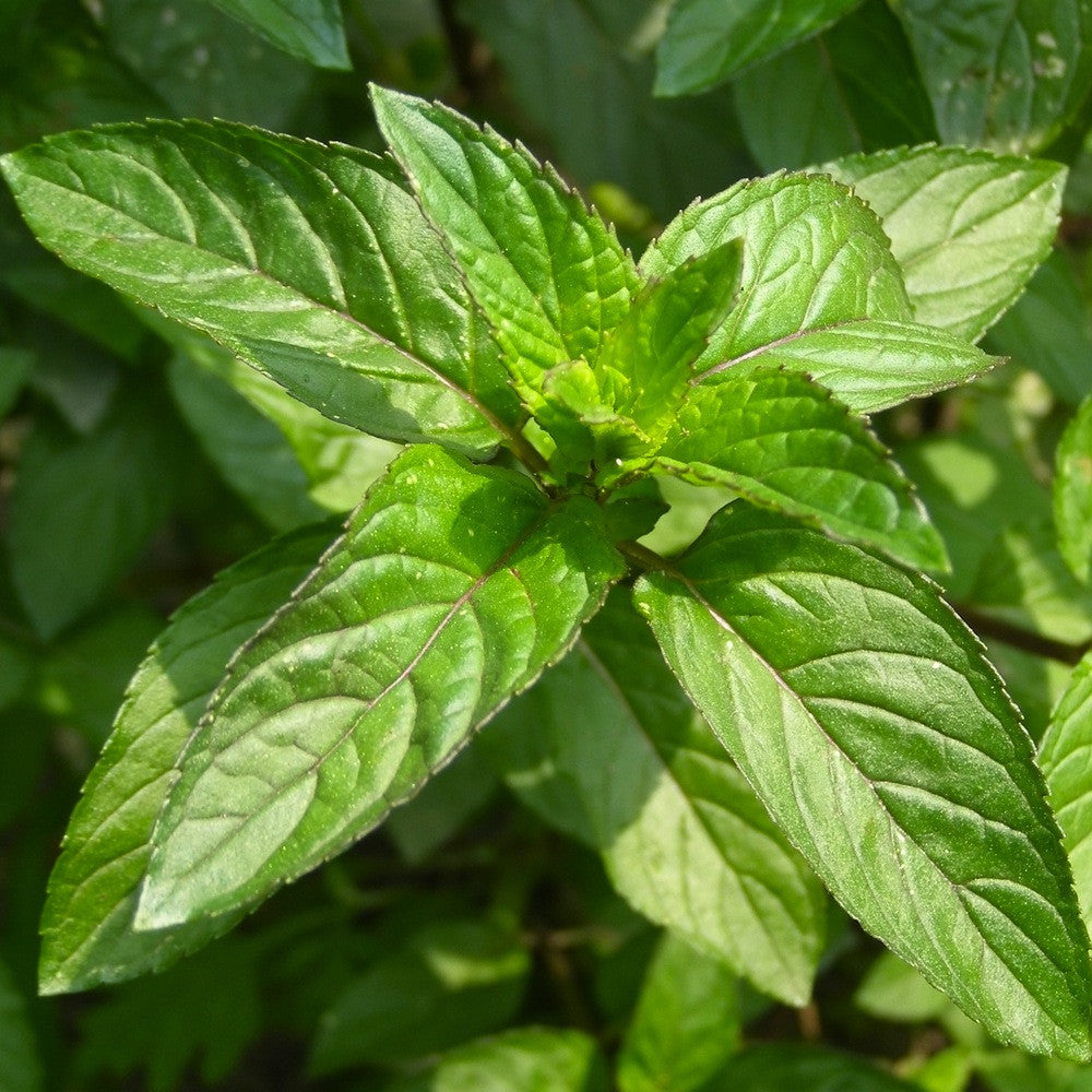 Peppermint, Premium