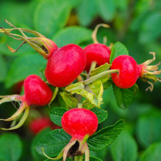 Rosehip Seed Oil, Organic