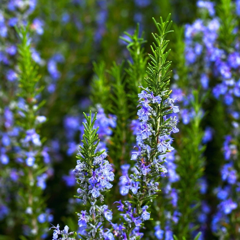 Rosemary, Camphor Type