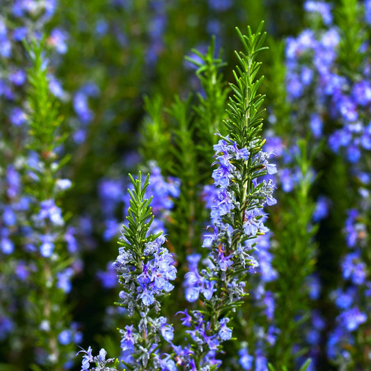 Rosemary, Verbenone Type