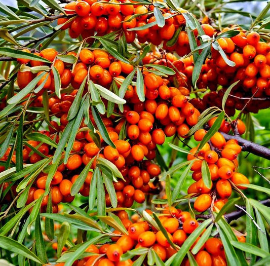 Sea Buckthorn Berry Oil, Organic